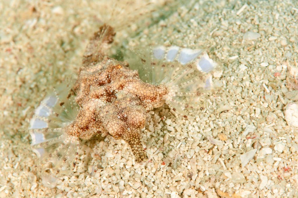 Sampaguita Resort モアルボアル エクステリア 写真