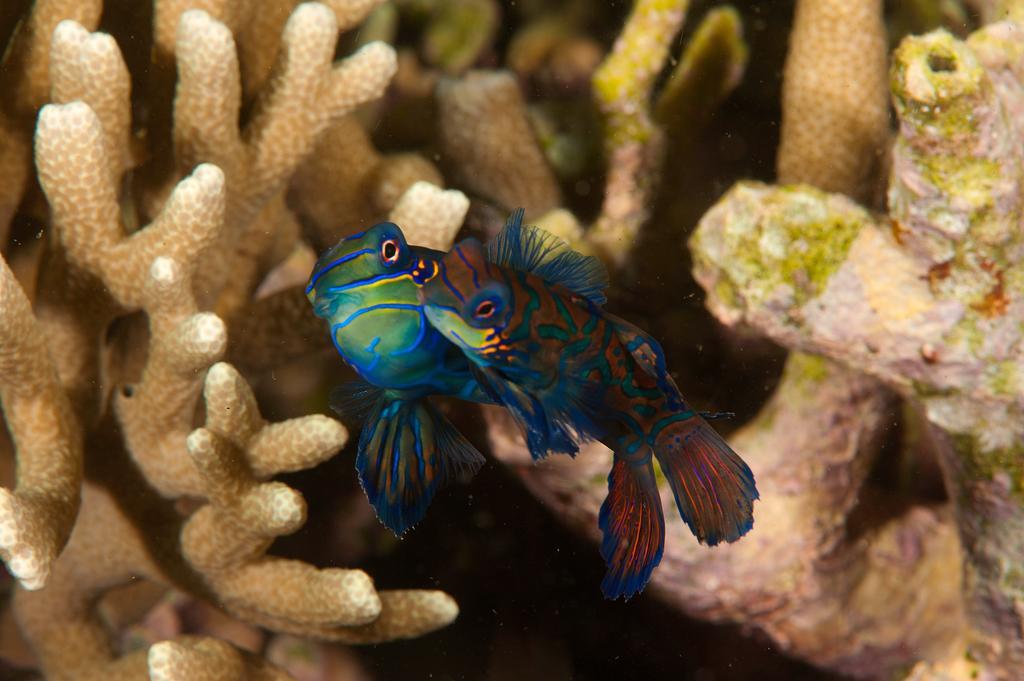 Sampaguita Resort モアルボアル エクステリア 写真