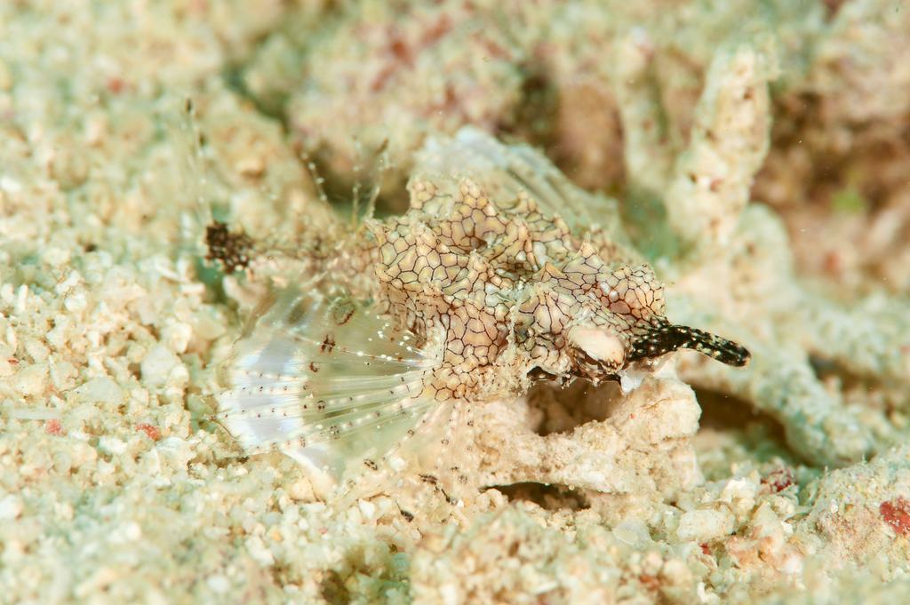 Sampaguita Resort モアルボアル エクステリア 写真