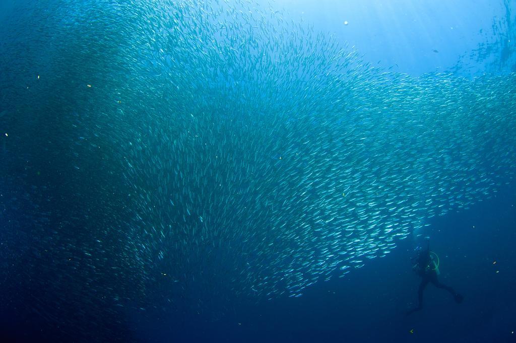 Sampaguita Resort モアルボアル エクステリア 写真