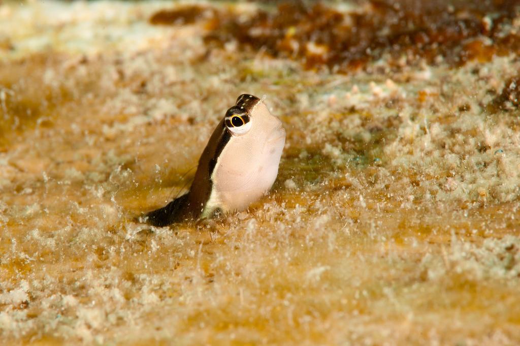 Sampaguita Resort モアルボアル エクステリア 写真