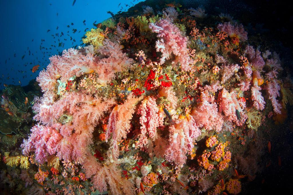 Sampaguita Resort モアルボアル エクステリア 写真