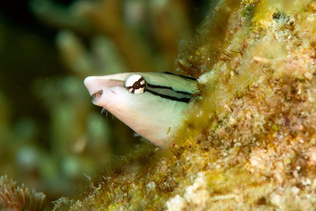 Sampaguita Resort モアルボアル エクステリア 写真