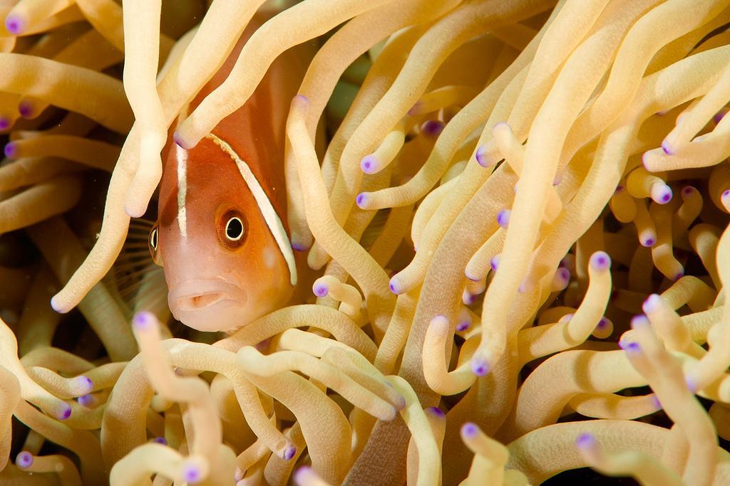 Sampaguita Resort モアルボアル エクステリア 写真