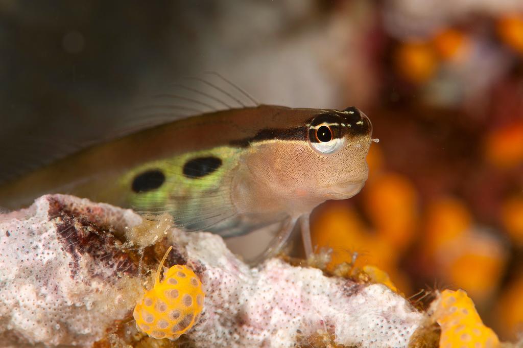 Sampaguita Resort モアルボアル エクステリア 写真