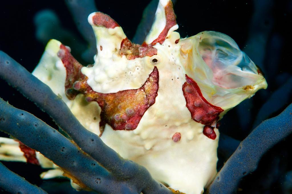 Sampaguita Resort モアルボアル エクステリア 写真