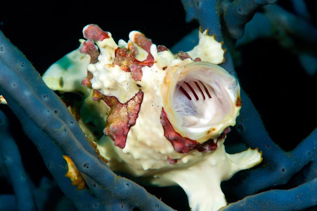 Sampaguita Resort モアルボアル エクステリア 写真
